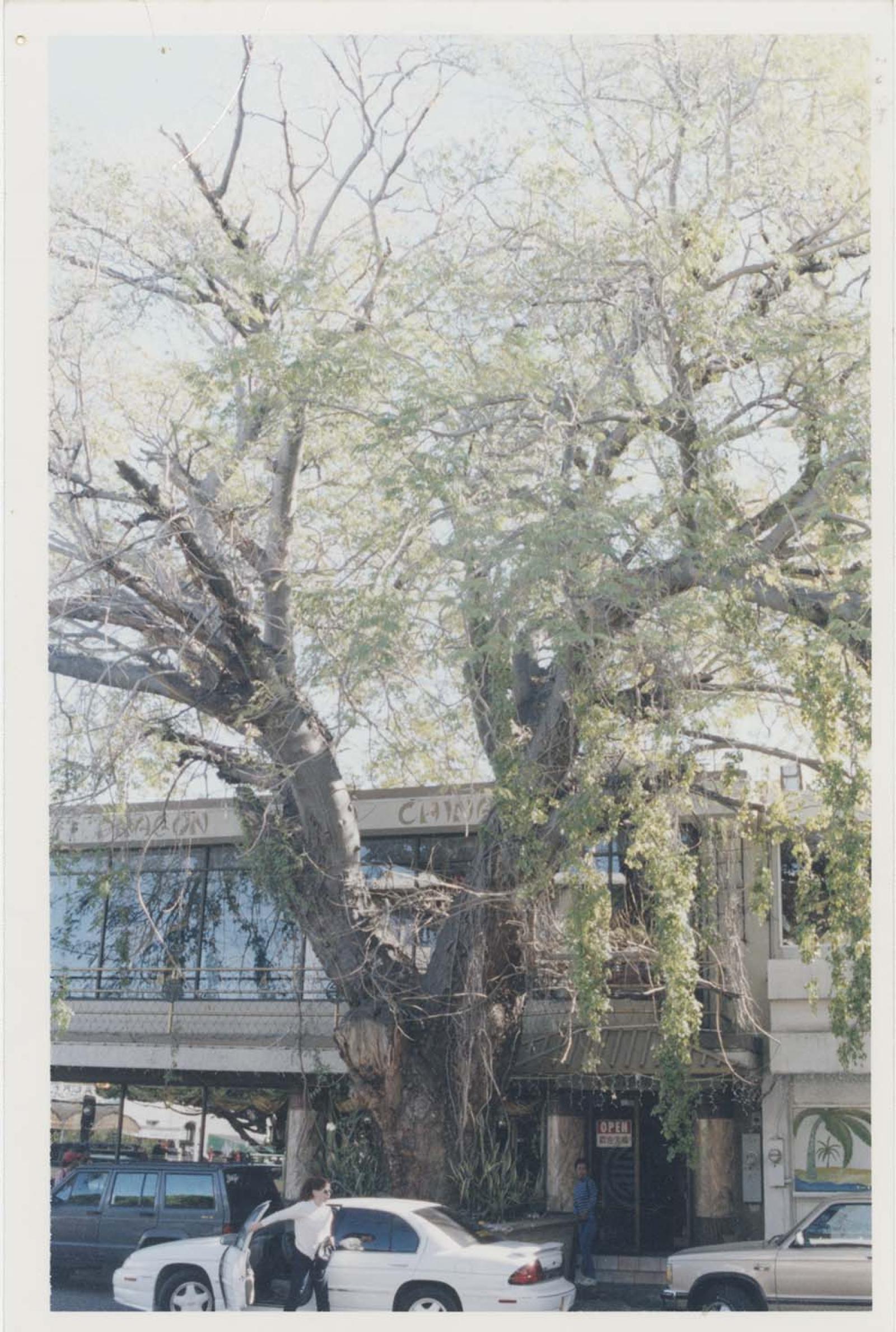 Árbol de laurel frente a negocio.