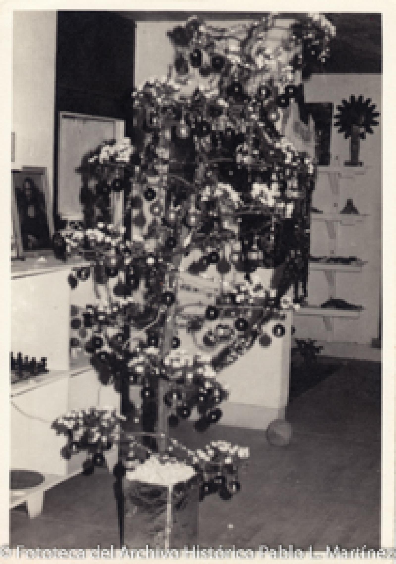 Árbol de navidad, típico de Baja California Sur.