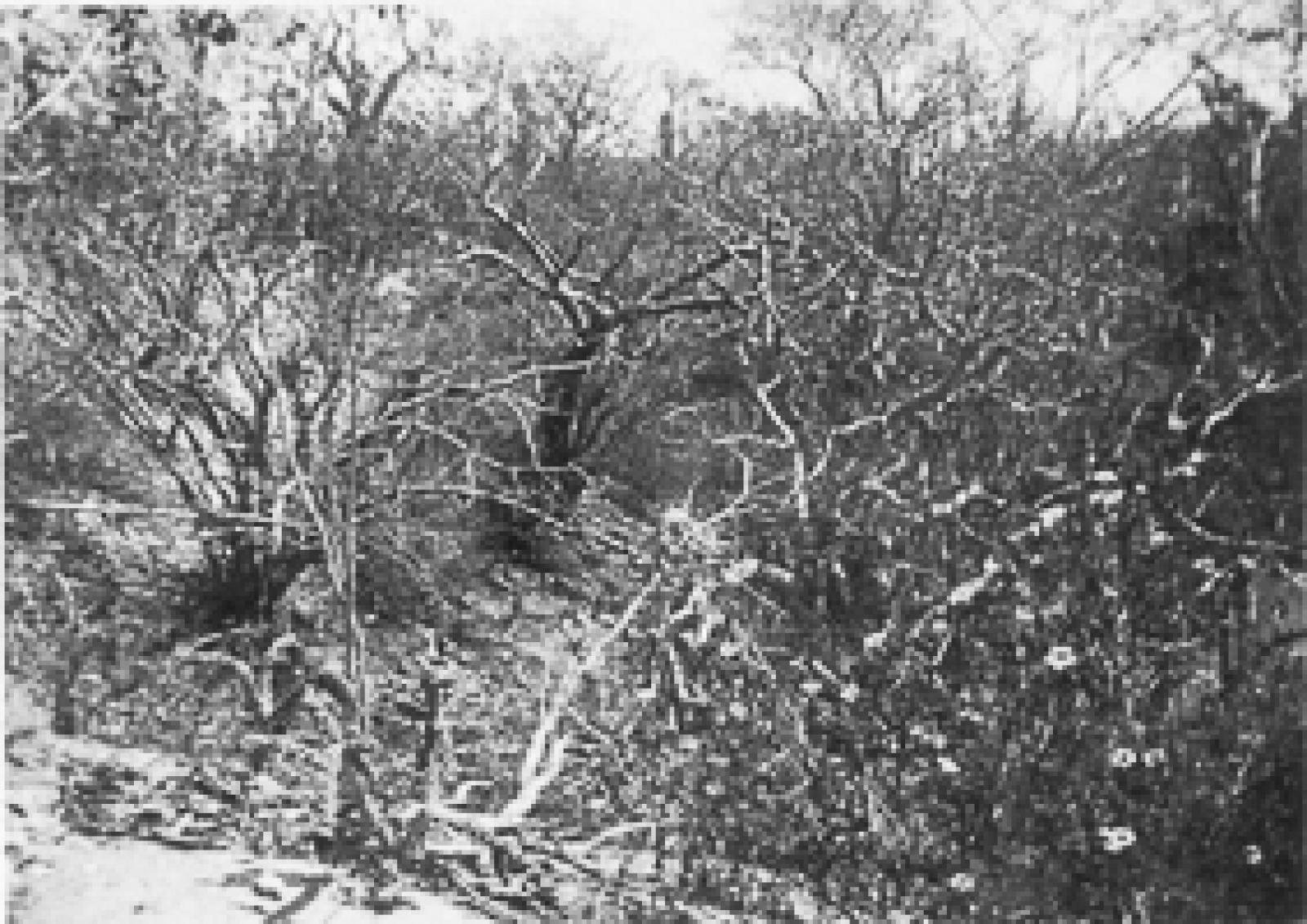Bosque de copalquin en Baja California Sur.