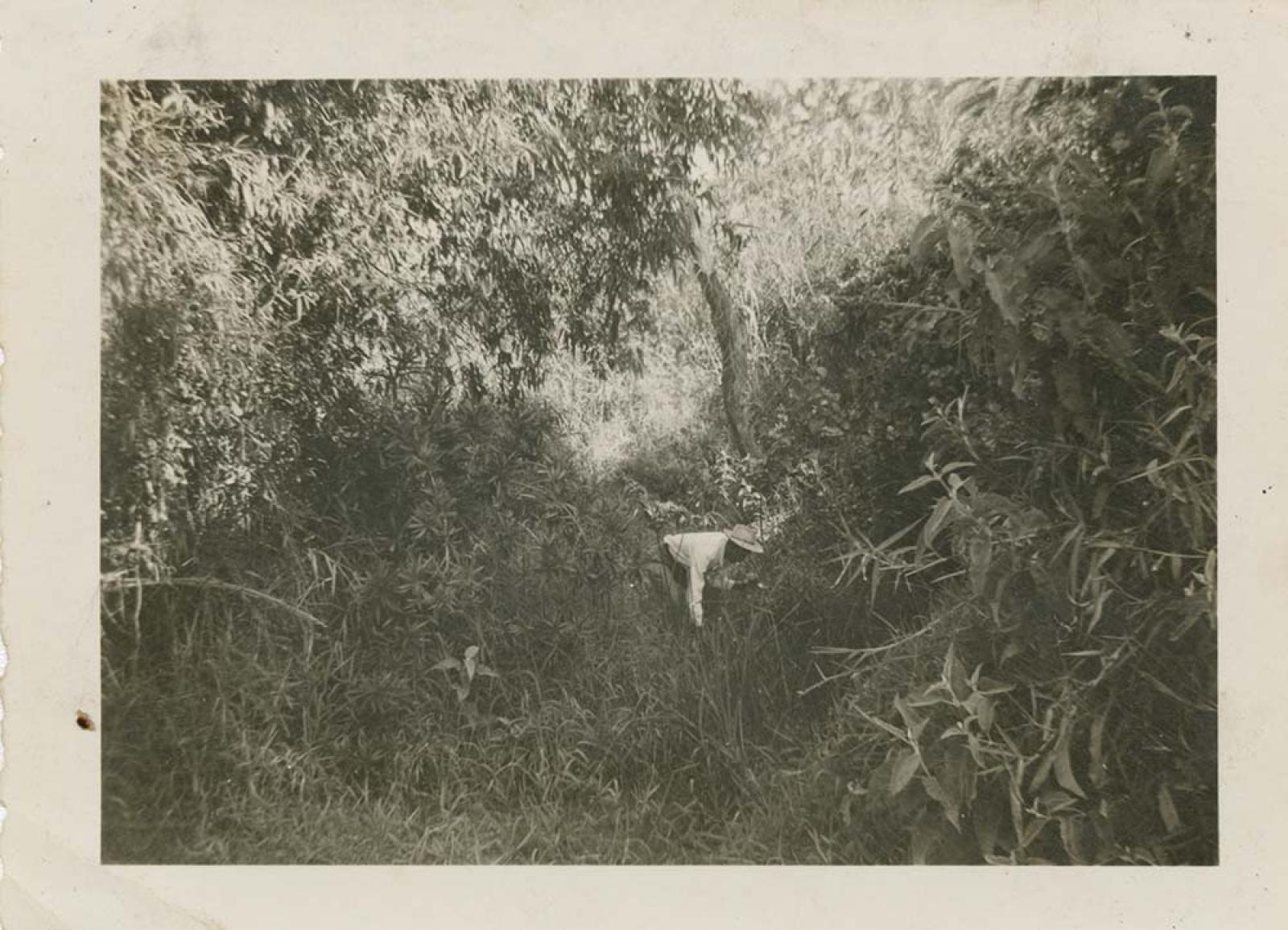 “Captura de larvas en criadero del El Rosarito”.