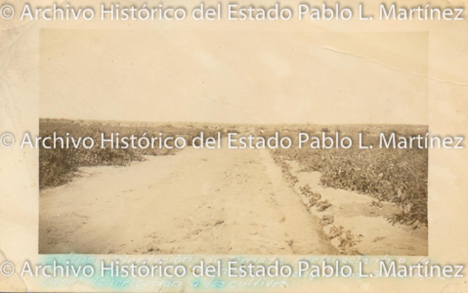 Plantación de tomate.