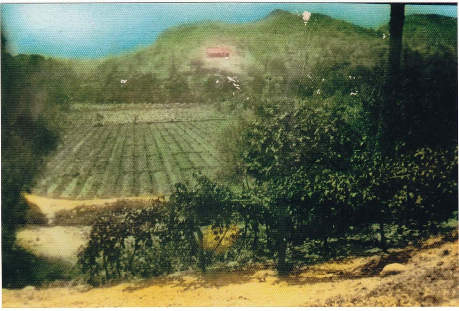 Sembradío con montañas y una casa al fondo.
