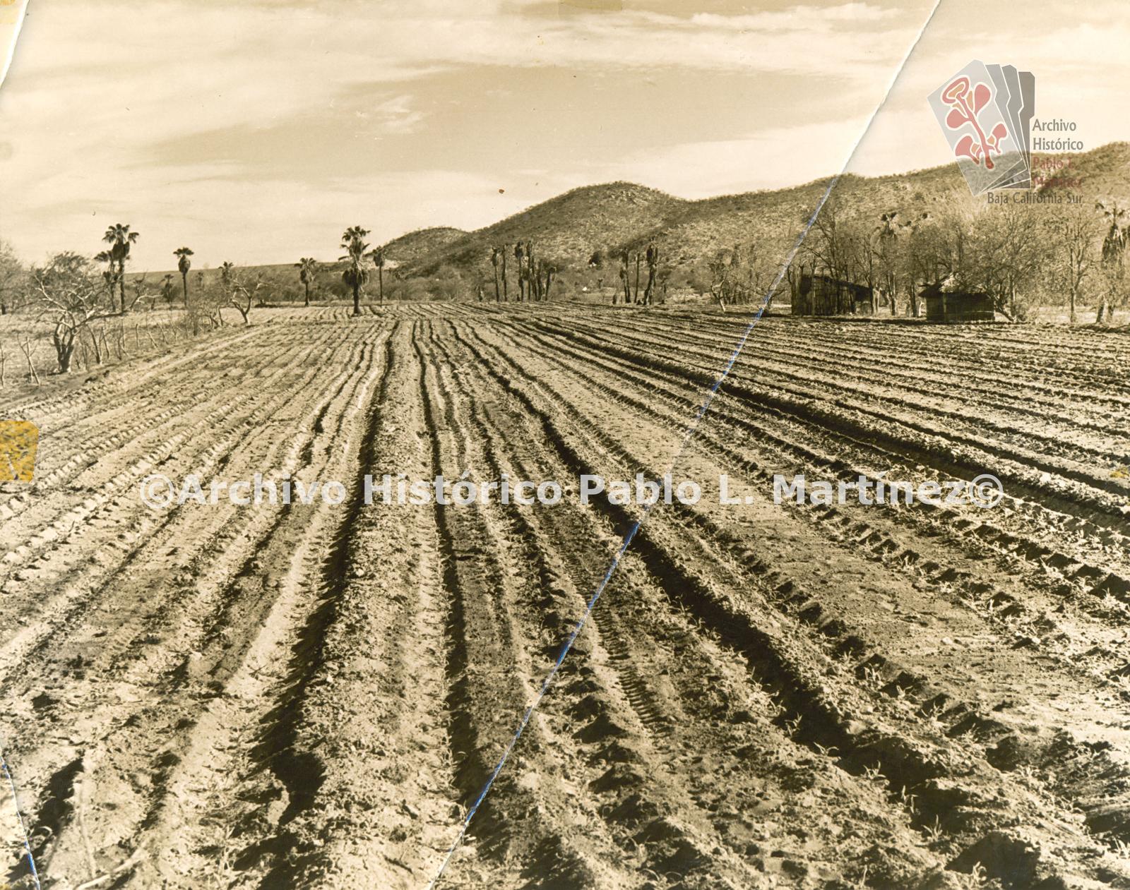 Terrenos en cultivo en Los Bledales, Todos Santos, Baja California.